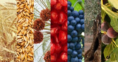Vayelej: Una tierra que fluye leche y miel